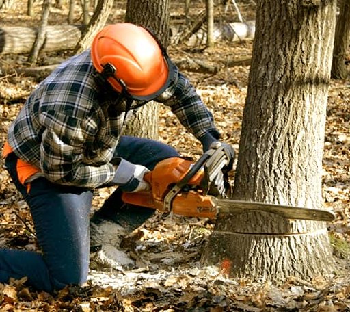 Tree Removal in Newhebron, MS